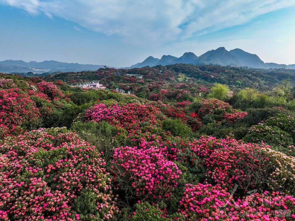 毕节市黔西县百里杜鹃景区杜鹃花海实景