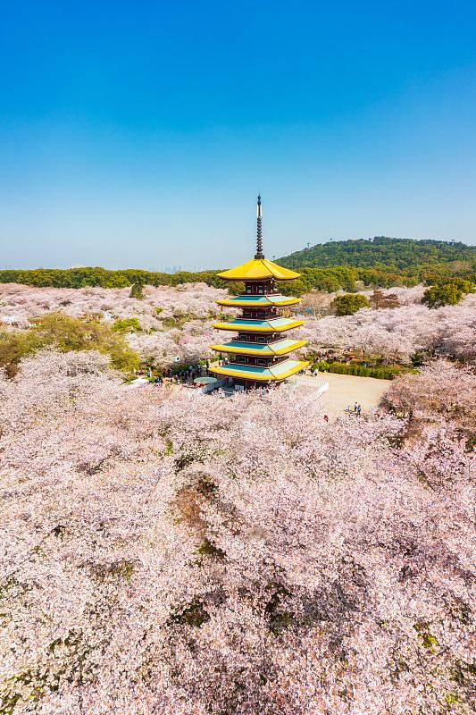 武汉市东湖景区樱花园实景