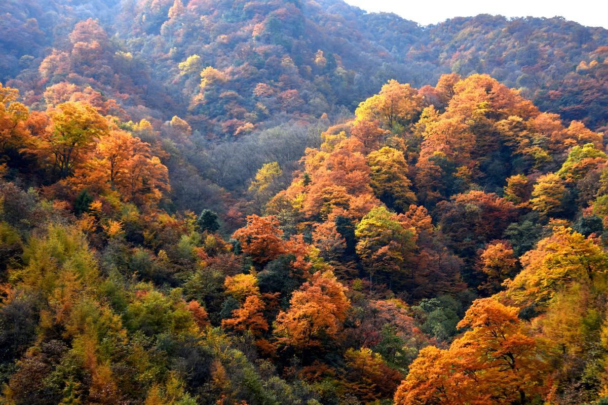 巴中市光雾山旅游景区桃园实景