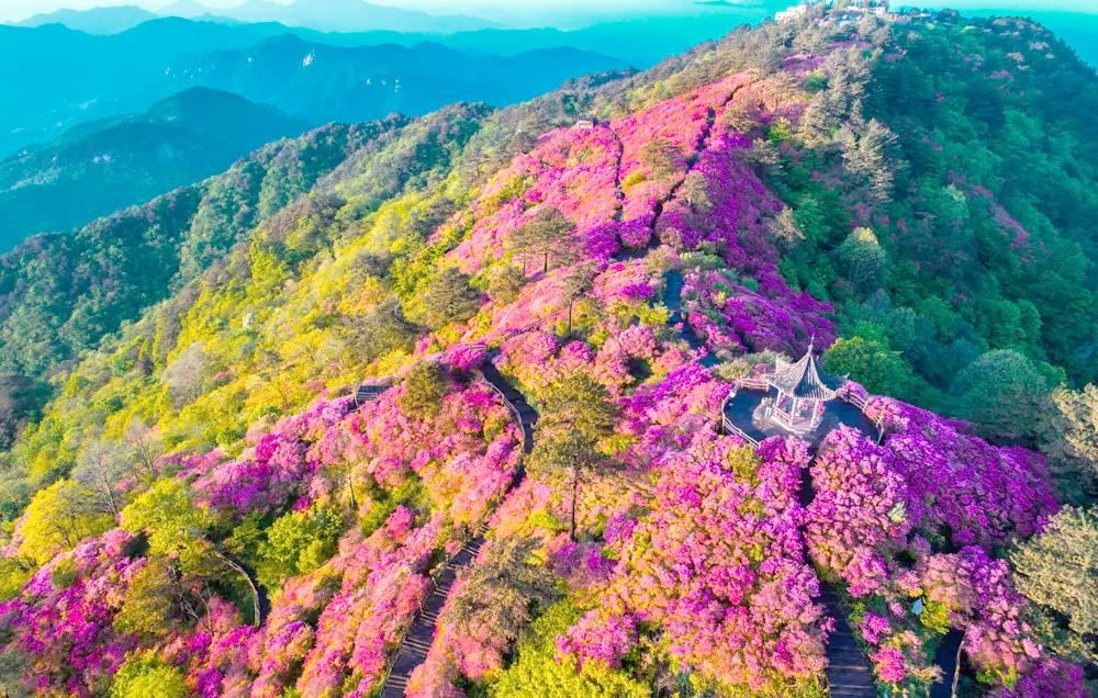 黄冈市麻城龟峰山景区杜鹃花海实景