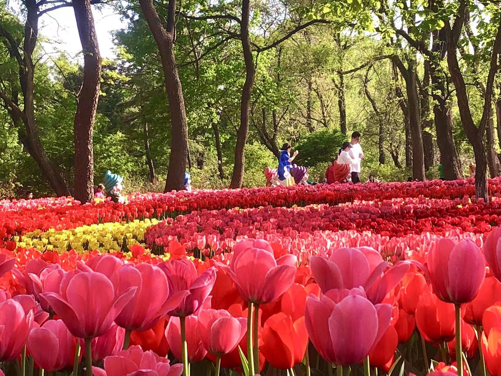 沈阳市沈阳植物园郁金香海实景