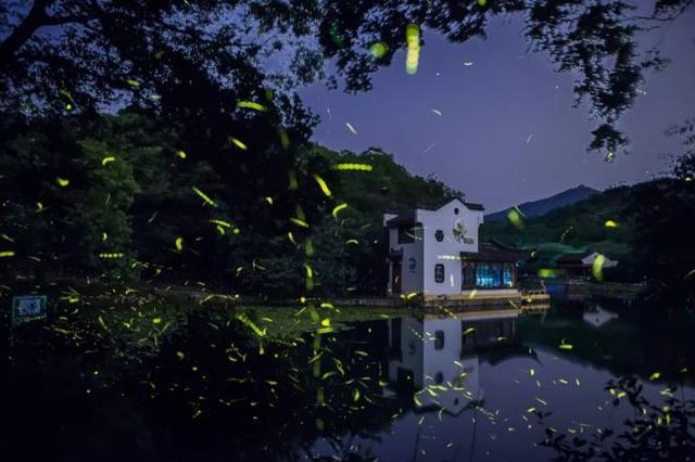 成都市天台山景区萤火虫之夜实景