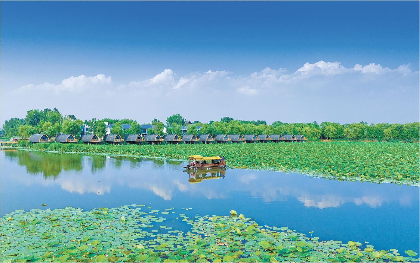 济宁市微山湖旅游区微山湖荷花实景