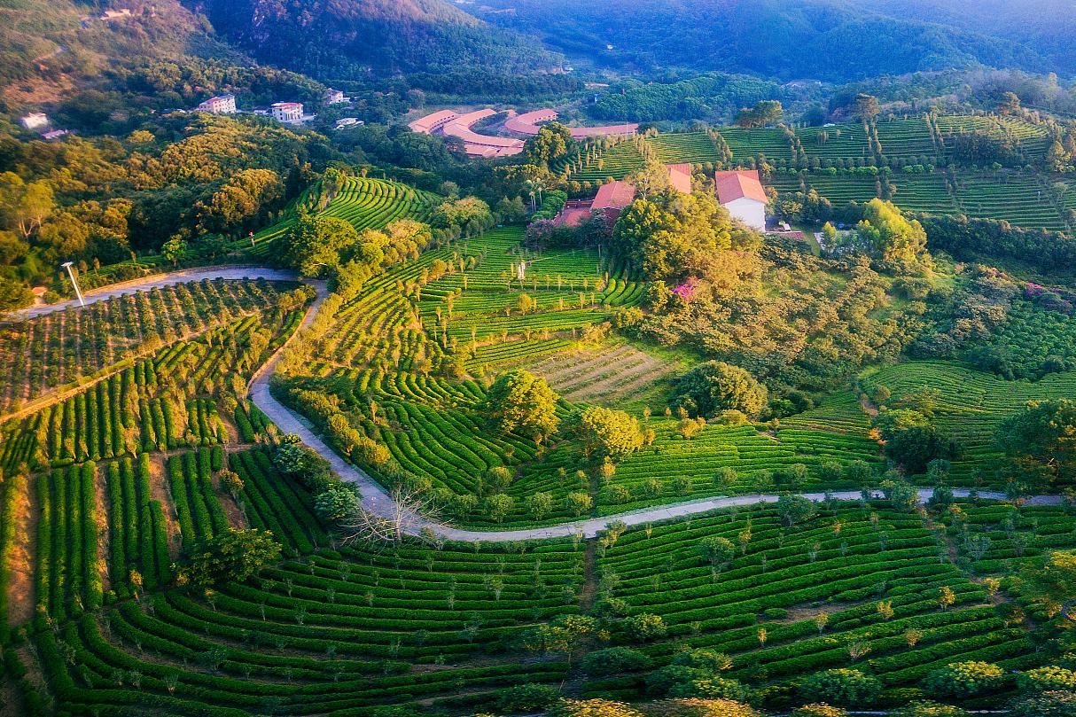 梅州市梅县区雁南飞茶田景区茶田航拍实景