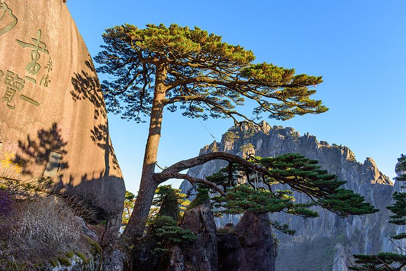 黄山迎客松实景